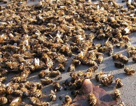 abeilles mortes