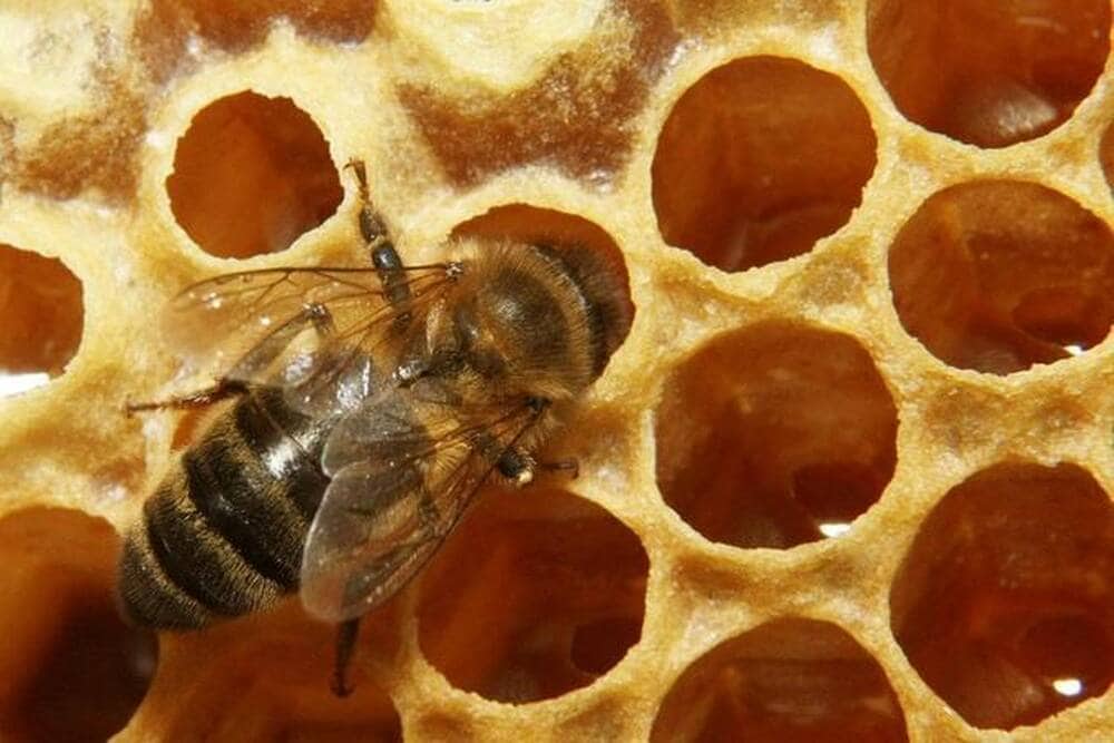 abeille OuestFrance